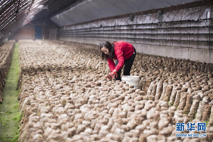 （在习近平新时代中国特色社会主义思想指引下——新时代新作为新篇章·习近平总书记关切事·图文互动）（3）希望的田野，希望的春天——各地农业生产新动态扫描