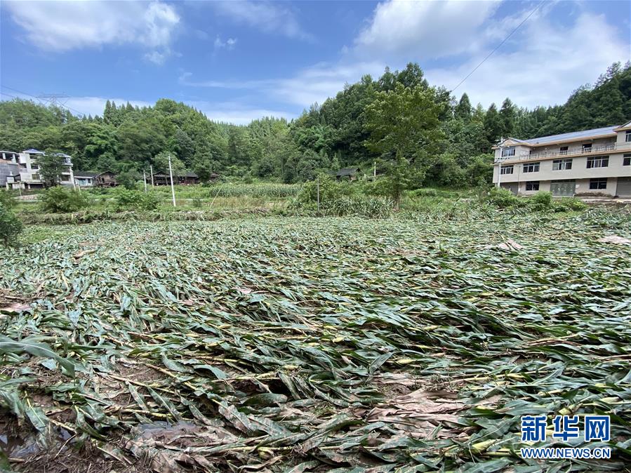 （防汛抗洪·图文互动）（4）山洪袭来前，澧水河畔大转移