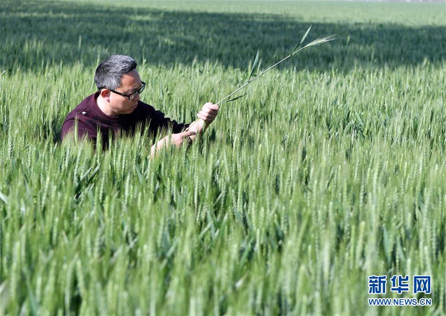 （在习近平新时代中国特色社会主义思想指引下——新时代新作为新篇章·习近平总书记关切事·图文互动）（5）新农事、新希望——夏收前田间新动态扫描