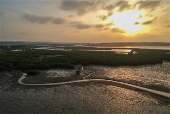 十年树木、红树成林——“海上森林”回归记