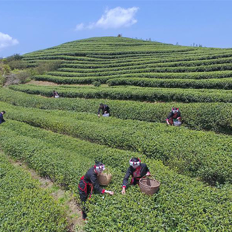 福建福鼎：春茶飘香