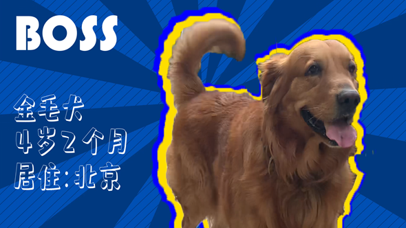 有效拴绳&科学遛狗——如何文明养犬？“捡屎官”们快看过来！