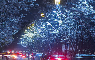 扬州樱花大道夜色撩人