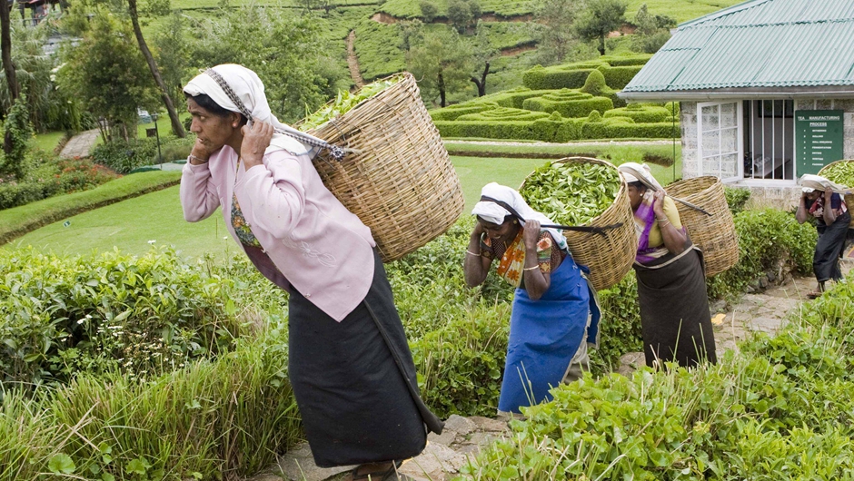 茗香亚洲 茶韵绵长