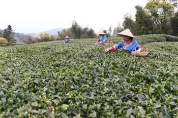 福鼎茶乡迎来白茶开茶季