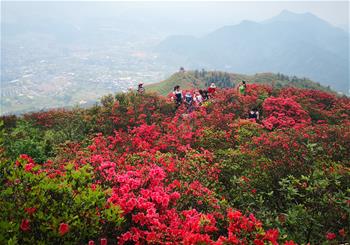 贵州丹寨：岭上开遍映山红